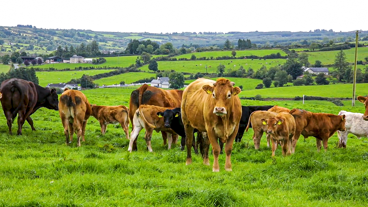 Cattle grazing on rolling Irish pasture
