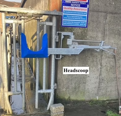 Headscoop fitted to a cattle crush