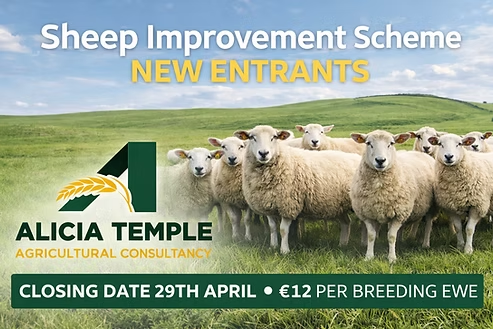 Sheep Improvement Scheme – Open for New Entrants